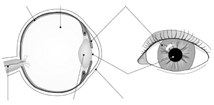 Label parts of the eye.png