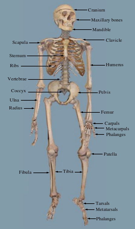 Labelled skeleton.png