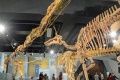 Tsintaosaurus Mamenchisaurus 7889 W.jpg