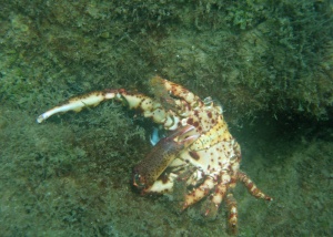 Crab 3396 W.jpg