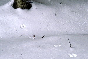 Pine Martin (Martes martes) tracks in snow