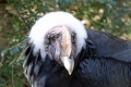 Vultur gryphus 1.jpg