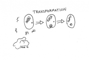 TransformationBacteria.jpg