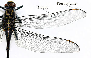 IC Gomphidae wing.jpg