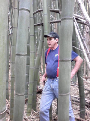 Giant bamboo with person.png