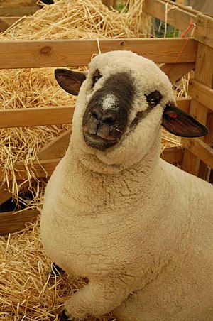 Dark-faced Norfolk sheep.jpg