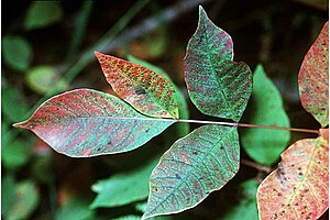 Leaves of a Poison Sumac shrub