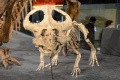 Protoceratops 7896 W.jpg