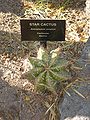 Cactaceae-star cactus.jpg