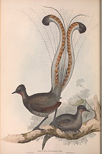 John Gould's early 1800s painting of a superb lyrebird specimen at the British Museum