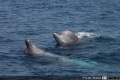 Northern bottlenose whales.jpg