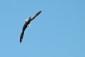Falco peregrinus 2.jpg