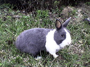 Dutch rabbit.jpg