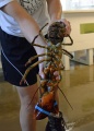 Lobster 6918 W.jpg