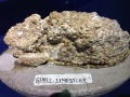 Shell Limestone.jpg