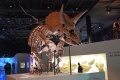 Triceratops 1069 W.jpg