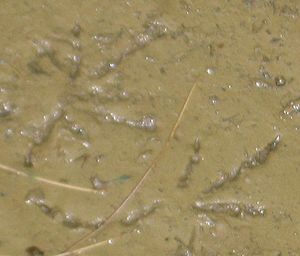 Bullfrog track in mud