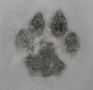 Cougar track in snow