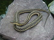 garter snake