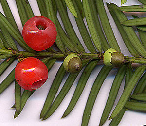 Taxus baccata (European Yew) shoot with mature and immature cones