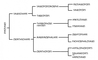 A simplified dinosaur "family tree"