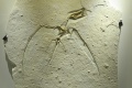 Rhamphorhynchus 1017 W.jpg