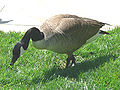 Canadian Geese6.jpg