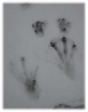 Beaver tracks in snow, in Ontario. Hind paws approx. 20 cm long.