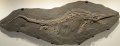 Ichthyosaur 0971 W.jpg