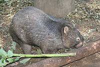 Wombat at Lone Pine.jpg