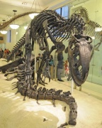 Allosaurus fragilis 4204 W.jpg