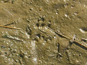 Hind print (five toes) of a chipmunk (Tamias striatus).
