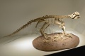 Psittacosaurus 1030 W.jpg
