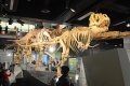 Tarbosaurus 7907 W.jpg