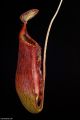 Nepenthes superba - Lower Pitcher.jpg