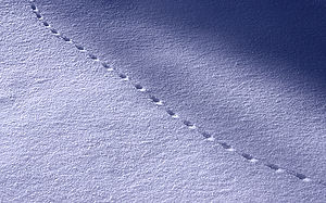 Mouse tracks in snow