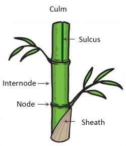 Parts of bamboo.png