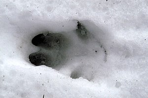 Pig tracks in snow