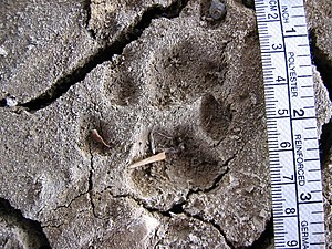 Bobcat (Lynx rufus) track