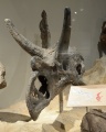 Chasmosaurus 0822 W.jpg