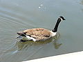 Canadian Geese4.jpg