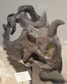 Centrosaurus 0837 W.jpg