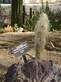 Cactaceae-old man of the mountains.jpg