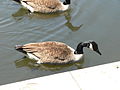 Canadian Geese3.jpg