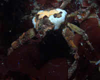 Graceful decorator crab (Oregonia gracilis) with sponge.jpg