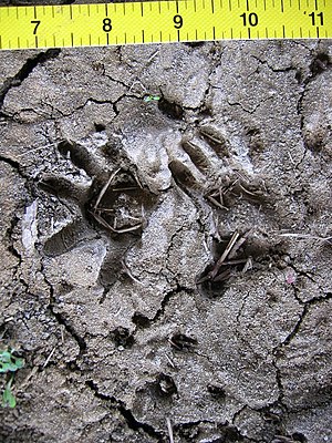 Opossum tracks (photo center) in mud. Left-fore print appears on left center of photo, right-hind print appears right center. The small, circular tracks at bottom center of photo were made by a meadow vole. The yellow ruler (top) is in inches.