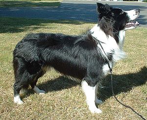 Dog (Canis lupus domesticus)
