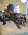Triceratops 4222 W.jpg