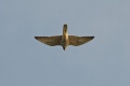 Falco peregrinus 1.jpg