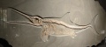 Ichthyosaur 1125 W.jpg